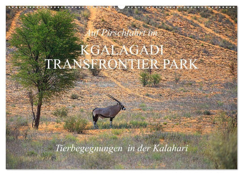 Auf Pirschfahrt im Kgalagadi Transfrontier Park (Wandkalender 2027 DIN A2 quer), CALVENDO Monatskalender