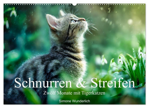 Schnurren & Streifen - Zwölf Monate mit Tigerkatzen (Wandkalender 2027 DIN A2 quer), CALVENDO Monatskalender