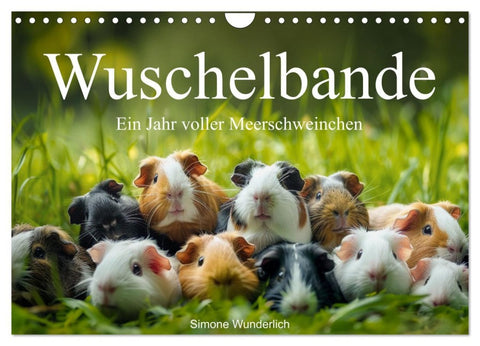 Wuschelbande - Ein Jahr voller Meerschweinchen (Wandkalender 2026 DIN A4 quer), CALVENDO Monatskalender