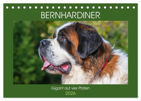 Bernhardiner - Gigant auf vier Pfoten (Tischkalender 2026 DIN A5 quer), CALVENDO Monatskalender