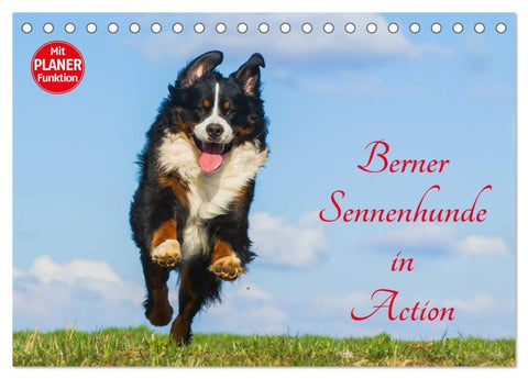 Berner Sennenhunde in Action (Tischkalender 2026 DIN A5 quer), CALVENDO Monatskalender