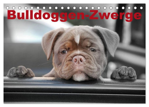 Bulldoggen-Zwerge (Tischkalender 2026 DIN A5 quer), CALVENDO Monatskalender