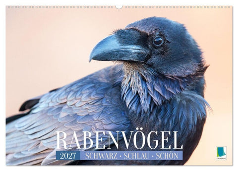 Rabenvögel: Schwarz, schlau, schön (Wandkalender 2027 DIN A2 quer), CALVENDO Monatskalender