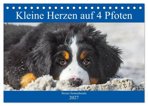 Kleine Herzen auf 4 Pfoten - Berner Sennenhunde (Tischkalender 2027 DIN A5 quer), CALVENDO Monatskalender