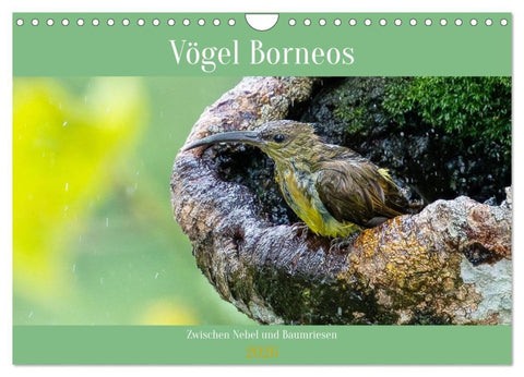 Zwischen Nebel und Baumriesen - Vögel Borneos (Wandkalender 2026 DIN A4 quer), CALVENDO Monatskalender