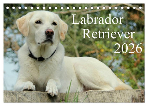 Labrador Retriever 2026 (Tischkalender 2026 DIN A5 quer), CALVENDO Monatskalender