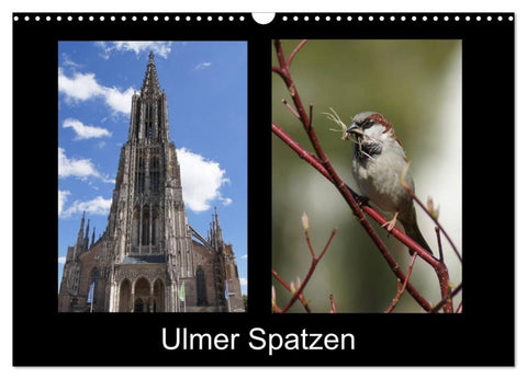 Ulmer Spatzen (Wandkalender 2027 DIN A3 quer), CALVENDO Monatskalender