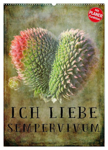 Ich liebe Sempervivum (Wandkalender 2026 DIN A2 hoch), CALVENDO Monatskalender