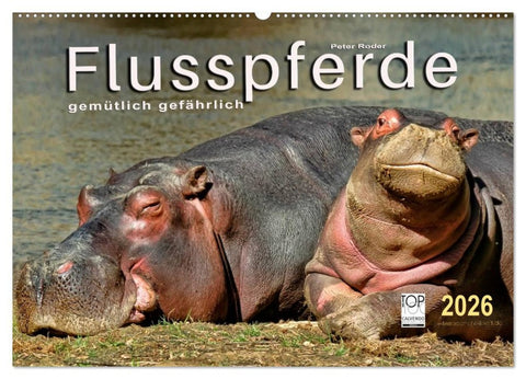 Flusspferde - gemütlich gefährlich (Wandkalender 2026 DIN A2 quer), CALVENDO Monatskalender