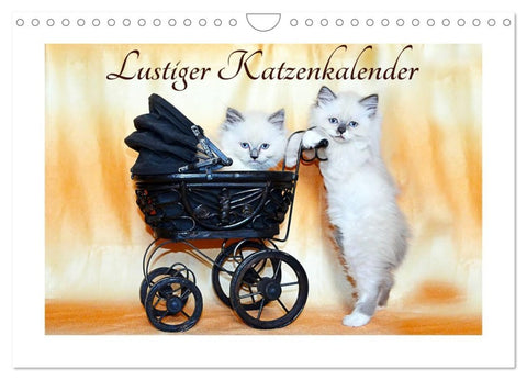 Lustiger Katzenkalender (Wandkalender 2026 DIN A4 quer), CALVENDO Monatskalender