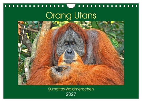 Orang Utans Sumatras Waldmenschen (Wandkalender 2027 DIN A4 quer), CALVENDO Monatskalender