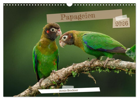 Papageien (Wandkalender 2026 DIN A3 quer), CALVENDO Monatskalender