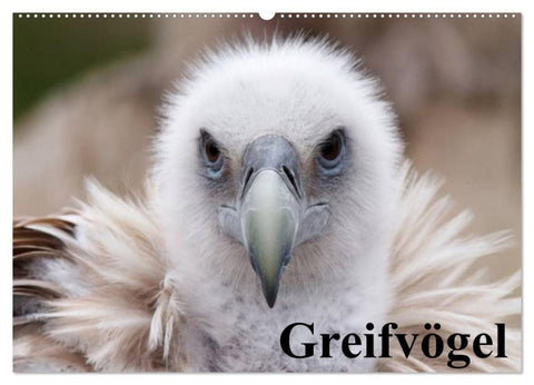 Greifvögel (Wandkalender 2027 DIN A2 quer), CALVENDO Monatskalender