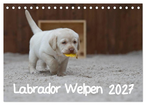 Labrador Welpen (Tischkalender 2027 DIN A5 quer), CALVENDO Monatskalender