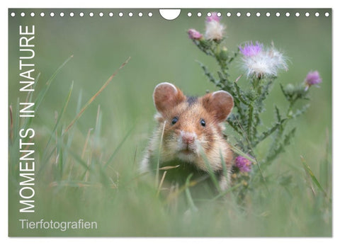 Moments in Nature (Wandkalender 2026 DIN A4 quer), CALVENDO Monatskalender
