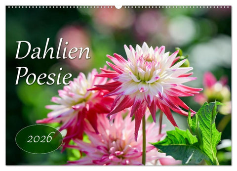 Dahlien Poesie (Wandkalender 2026 DIN A2 quer), CALVENDO Monatskalender