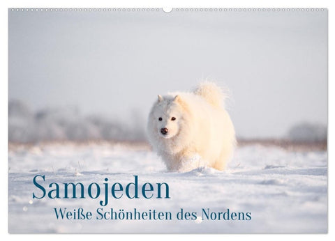 Samojeden - Liebenswerte Fellkugeln (Wandkalender 2027 DIN A2 quer), CALVENDO Monatskalender
