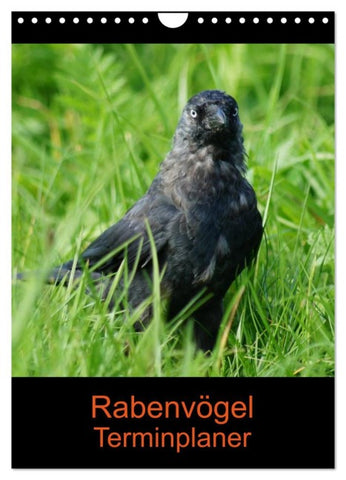Rabenvögel Terminplaner (Wandkalender 2026 DIN A4 hoch), CALVENDO Monatskalender