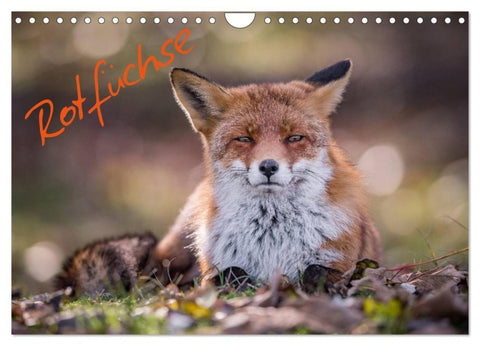 Rotfüchse (Wandkalender 2027 DIN A4 quer), CALVENDO Monatskalender