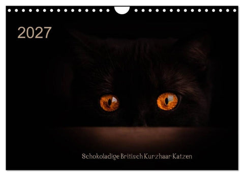 Schokoladige Britisch Kurzhaar Katzen (Wandkalender 2027 DIN A4 quer), CALVENDO Monatskalender