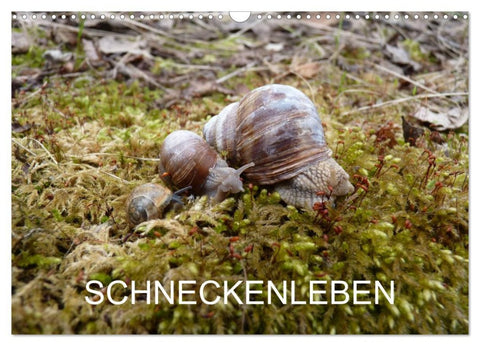 Schneckenleben (Wandkalender 2026 DIN A3 quer), CALVENDO Monatskalender