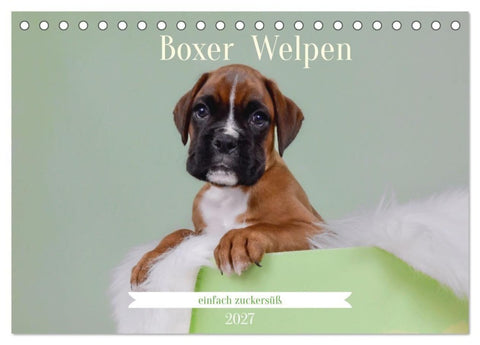 Boxer Welpen einfach zuckersüß (Tischkalender 2027 DIN A5 quer), CALVENDO Monatskalender