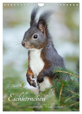Eichhörnchen - zauberhafte Waldbewohner (Wandkalender 2027 DIN A4 hoch), CALVENDO Monatskalender