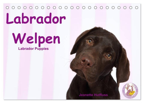 Labrador Welpen - Labrador Puppies (Tischkalender 2026 DIN A5 quer), CALVENDO Monatskalender