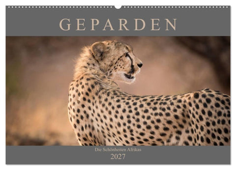 Geparden - Die Schönheiten Afrikas (Wandkalender 2027 DIN A2 quer), CALVENDO Monatskalender