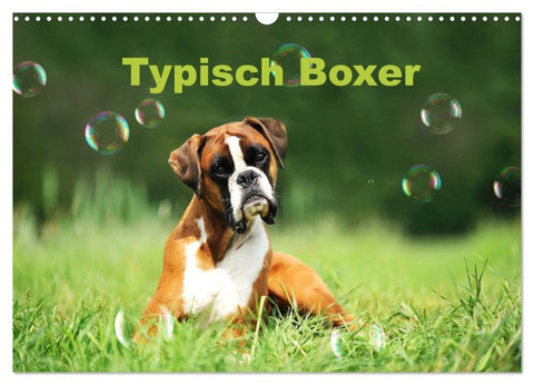 Typisch Boxer (Wandkalender 2027 DIN A3 quer), CALVENDO Monatskalender