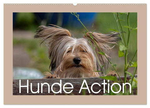 Hunde Action (Wandkalender 2026 DIN A2 quer), CALVENDO Monatskalender