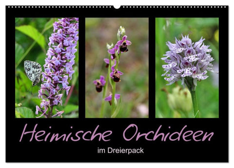 Heimische Orchideen im Dreierpack (Wandkalender 2027 DIN A2 quer), CALVENDO Monatskalender
