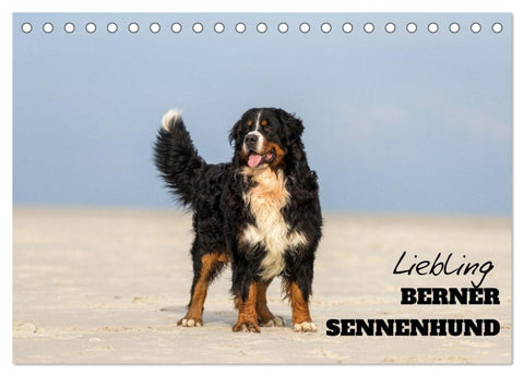 Liebling BERNER SENNENHUND (Tischkalender 2027 DIN A5 quer), CALVENDO Monatskalender