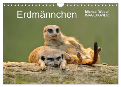 Erdmännchen - Tierkinder (Wandkalender 2027 DIN A4 quer), CALVENDO Monatskalender