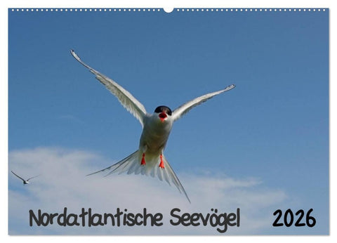 Nordatlantische Seevögel (Wandkalender 2026 DIN A2 quer), CALVENDO Monatskalender