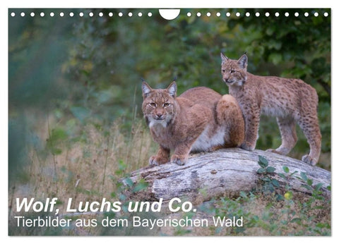 Wolf, Luchs und Co. - Tierbilder aus dem Bayerischen Wald (Wandkalender 2027 DIN A4 quer), CALVENDO Monatskalender