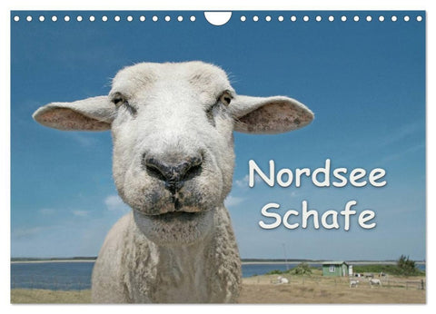Nordsee Schafe (Wandkalender 2026 DIN A4 quer), CALVENDO Monatskalender