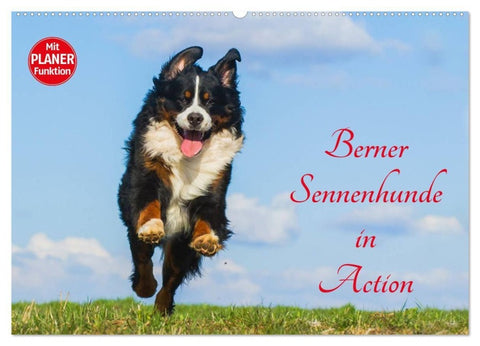 Berner Sennenhunde in Action (Wandkalender 2027 DIN A2 quer), CALVENDO Monatskalender