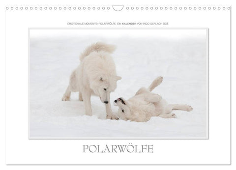 Emotionale Momente: Polarwölfe. / CH-Version (Wandkalender 2026 DIN A3 quer), CALVENDO Monatskalender