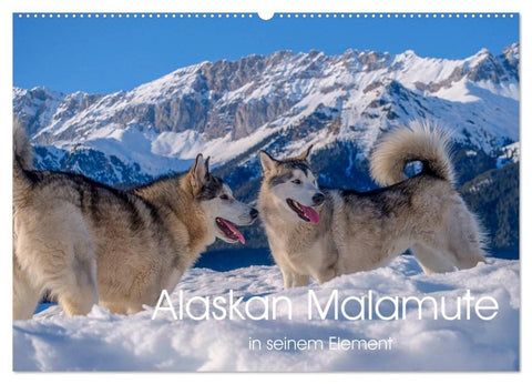 Alaskan Malamute in seinem Element (Wandkalender 2026 DIN A2 quer), CALVENDO Monatskalender