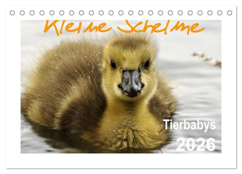 Kleine Schelme - Tierbabys (Tischkalender 2026 DIN A5 quer), CALVENDO Monatskalender