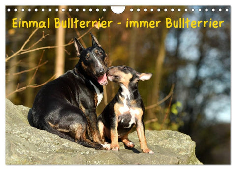 Einmal Bullterrier - immer Bullterrier (Wandkalender 2026 DIN A4 quer), CALVENDO Monatskalender