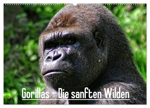 Gorillas - Die sanften Wilden (Wandkalender 2026 DIN A2 quer), CALVENDO Monatskalender