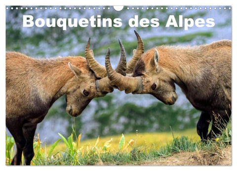 Bouquetins des Alpes (Calendrier mural 2026 DIN A3 vertical), CALVENDO calendrier mensuel