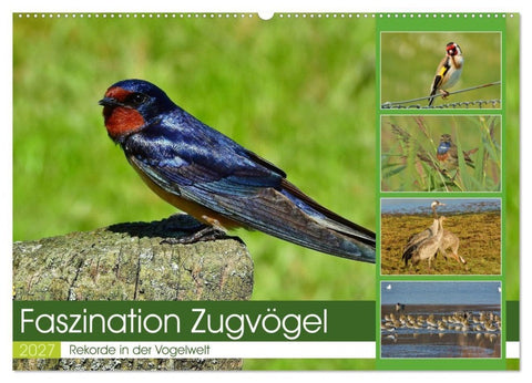 Faszination Zugvögel - Rekorde in der Vogelwelt (Wandkalender 2027 DIN A2 quer), CALVENDO Monatskalender