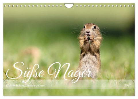 Süße Nager (Wandkalender 2027 DIN A4 quer), CALVENDO Monatskalender