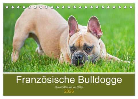 Französische Bulldogge - Kleine Helden auf vier Pfoten (Tischkalender 2026 DIN A5 quer), CALVENDO Monatskalender