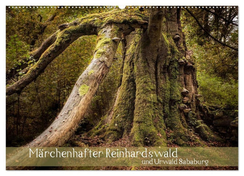 Märchenhafter Reinhardswald und Urwald Sababurg (Wandkalender 2027 DIN A2 quer), CALVENDO Monatskalender