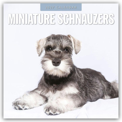 Miniature Schnauzer – Zwergschnauzer 2027 – 16-Monatskalender