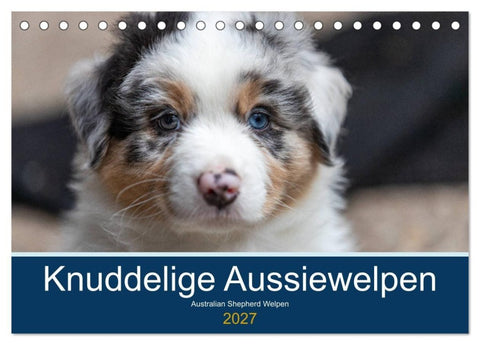 Australian Shepherd Welpen 2027 (Tischkalender 2027 DIN A5 quer), CALVENDO Monatskalender